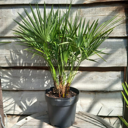 Chamaerops humilis, multi plants, total 90-100 cm, pot Ø 27 cm