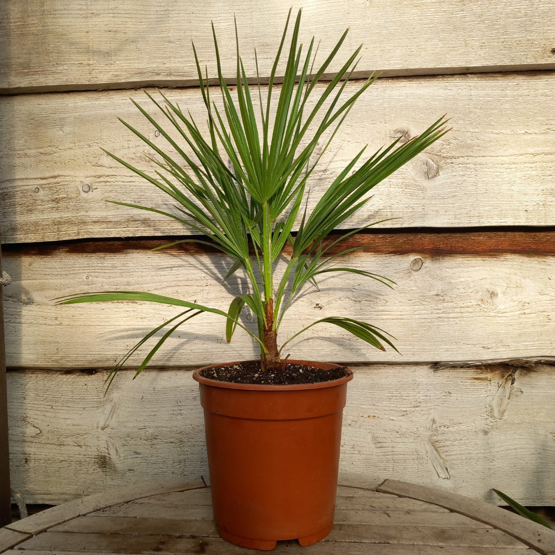 Chamaerops humilis vulcano, total 50-70+ cm, single stem