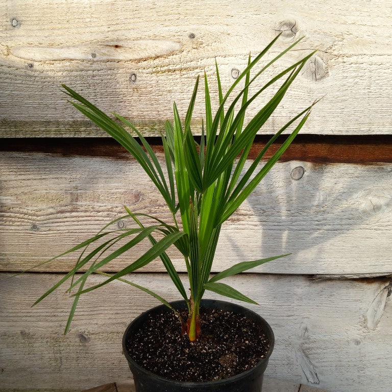 Chamaerops humilis vulcano