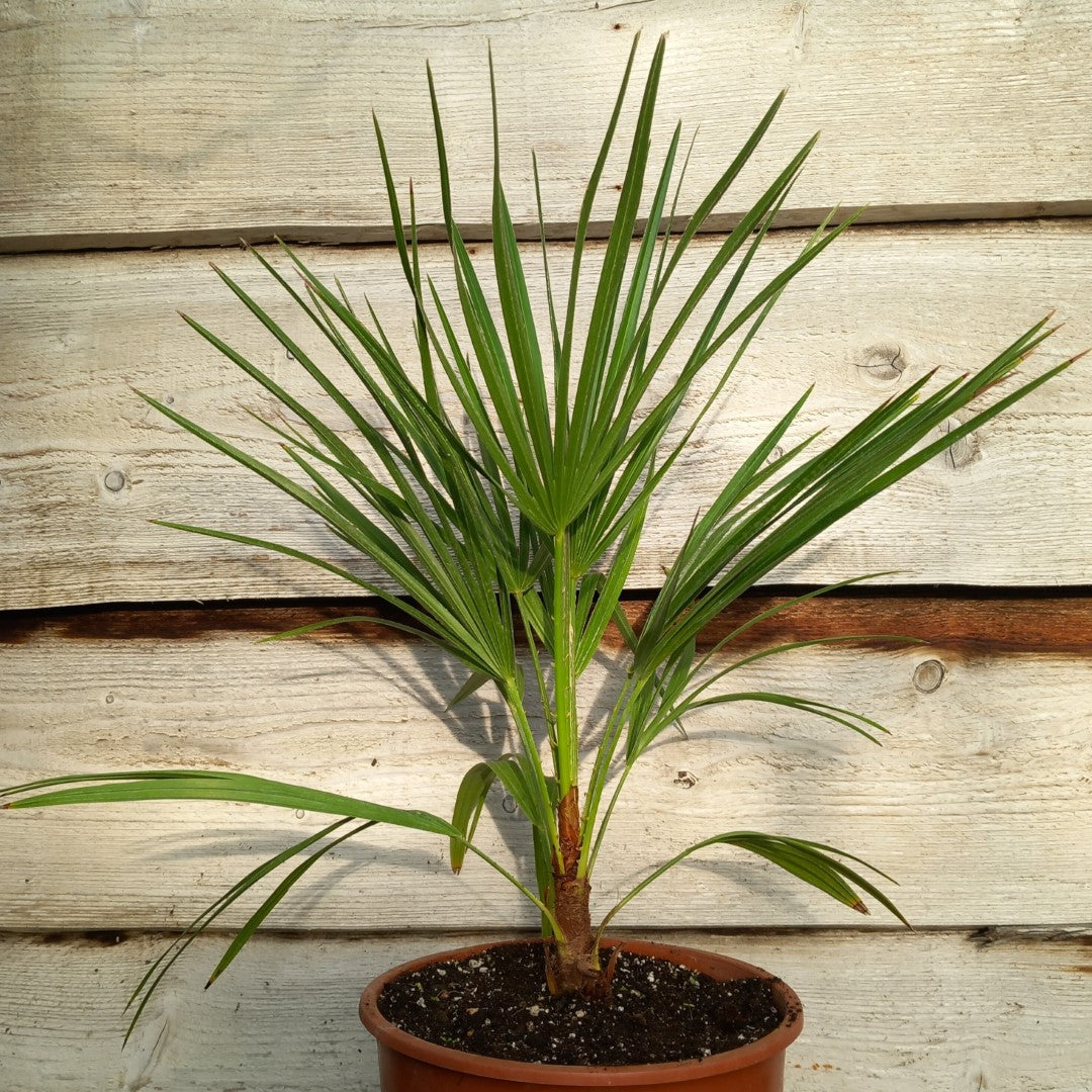Chamaerops humilis vulcano, total 50-70+ cm, single stem