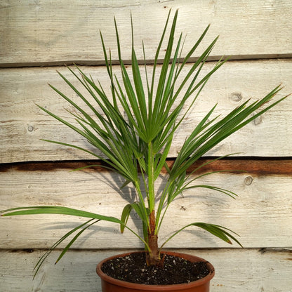 Chamaerops humilis vulcano, total 50-70+ cm, single stem
