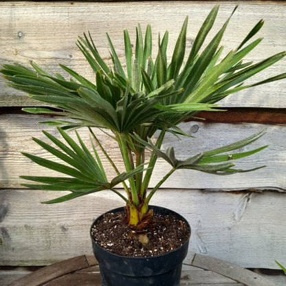 Chamaerops humilis vulcano