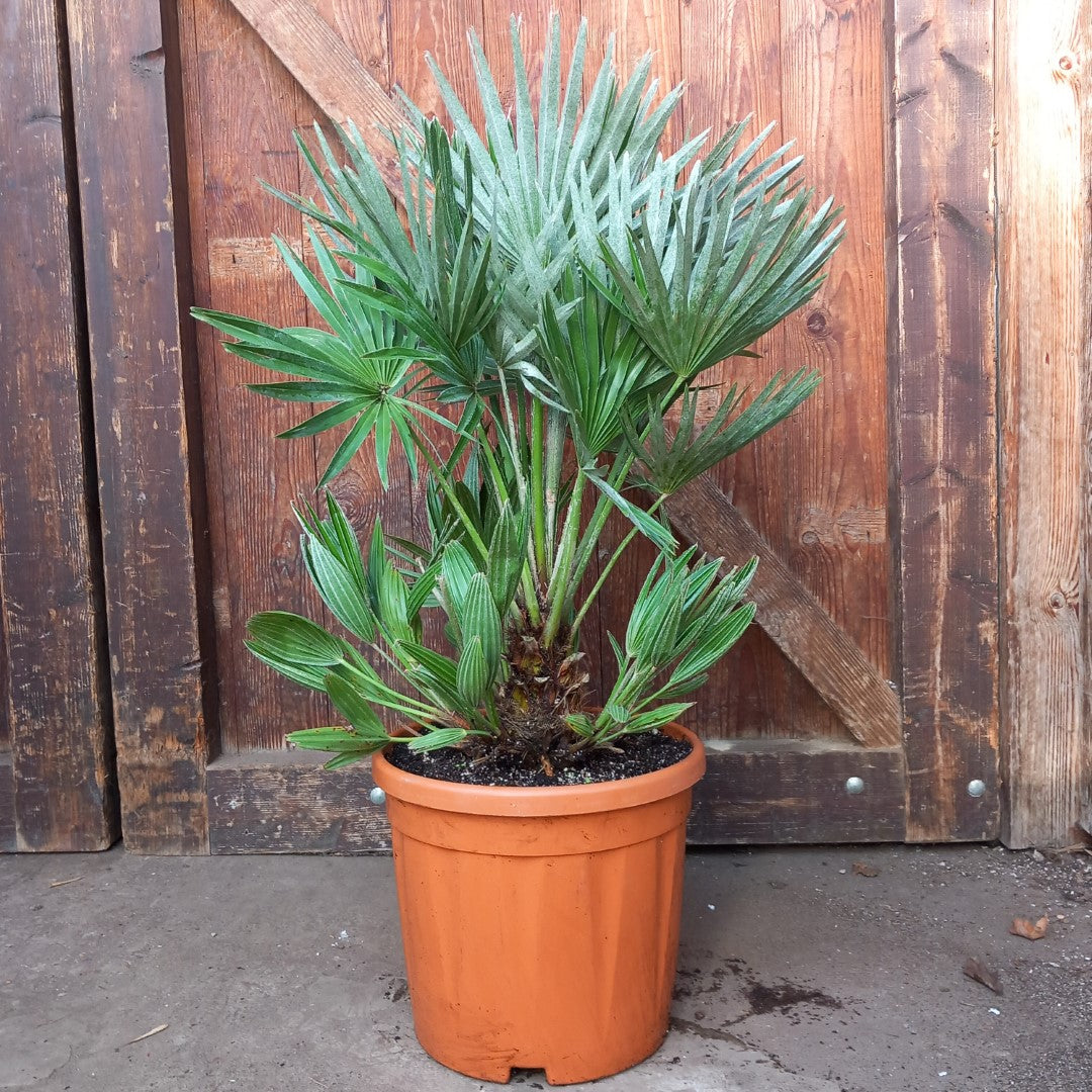 Chamaerops humilis vulcano, total 75cm, multi stems (No. 1)