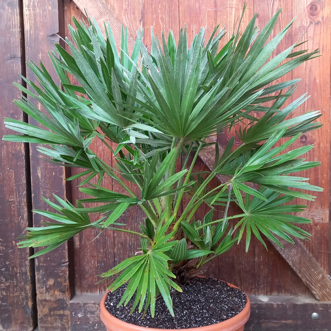 Chamaerops humilis vulcano, total 85cm, multi stems (No. 2)