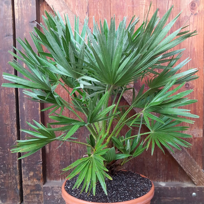Chamaerops humilis vulcano, total 85cm, multi stems (No. 2)