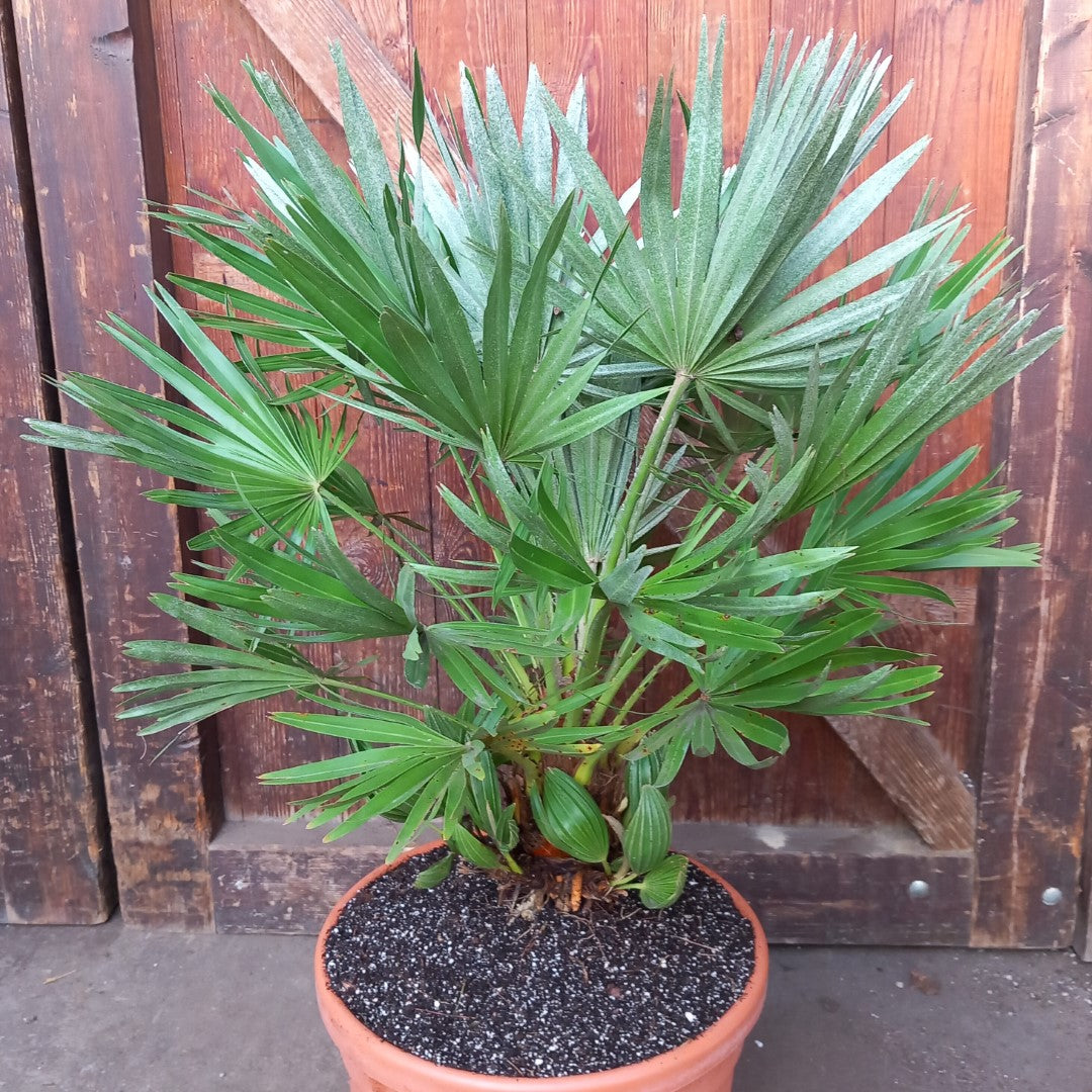 Chamaerops humilis vulcano, total 85cm, multi stems (No. 2)