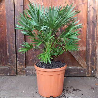 Chamaerops humilis vulcano, total 85cm, multi stems (No. 2)
