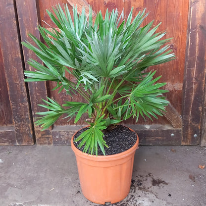 Chamaerops humilis vulcano, total 85cm, multi stems (No. 2)