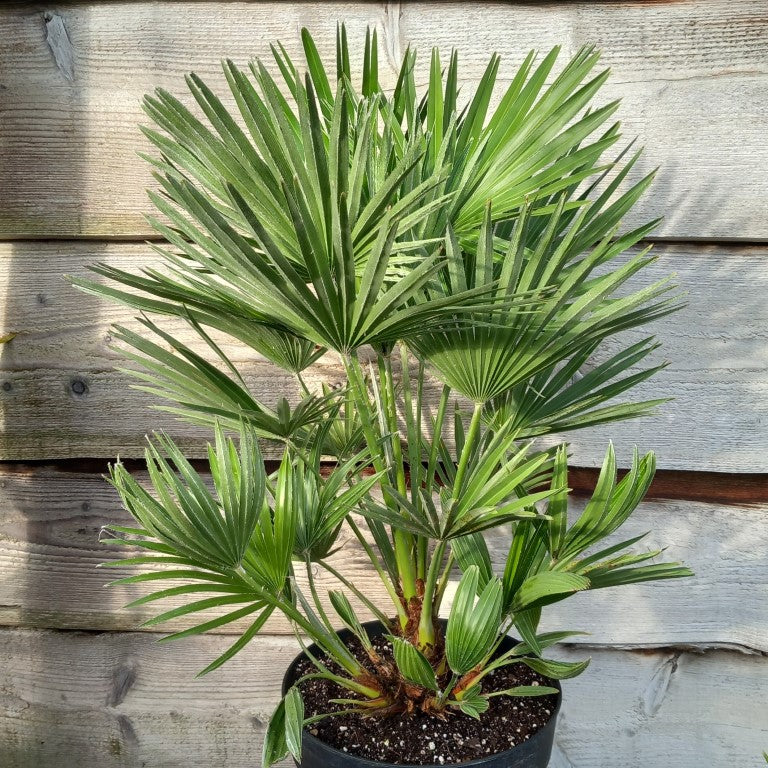 Chamaerops humilis vulcano