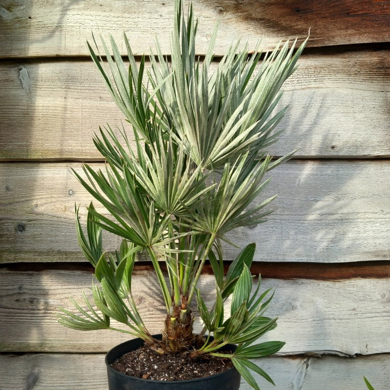 Chamaerops humilis vulcano