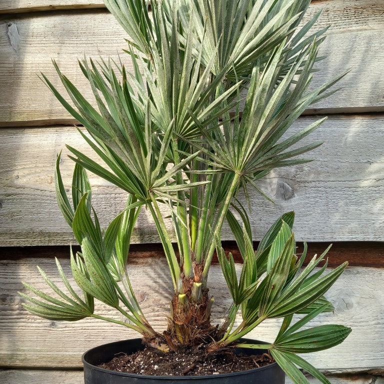 Chamaerops humilis vulcano