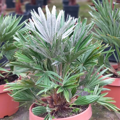 Chamaerops humilis vulcano