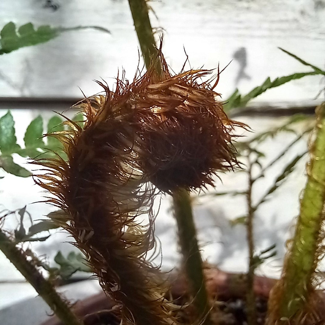 Cyathea new caledonian – Tropical Centre