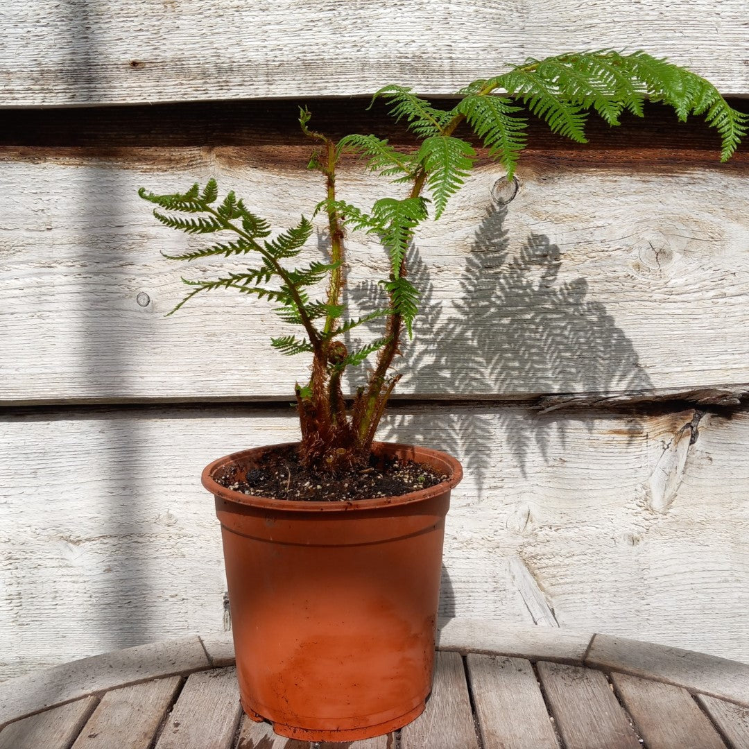 Cyathea New Caledonian Red, total 55 cm, pot 16 cm