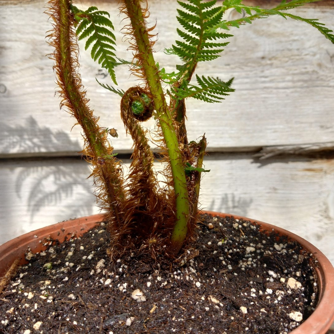 Cyathea New Caledonian Red, total 55 cm, pot 16 cm