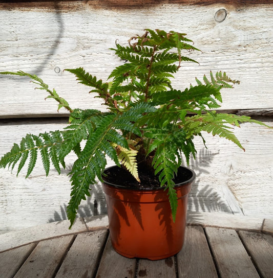 Cyathea cooperi, total 35+cm, pot 13 cm