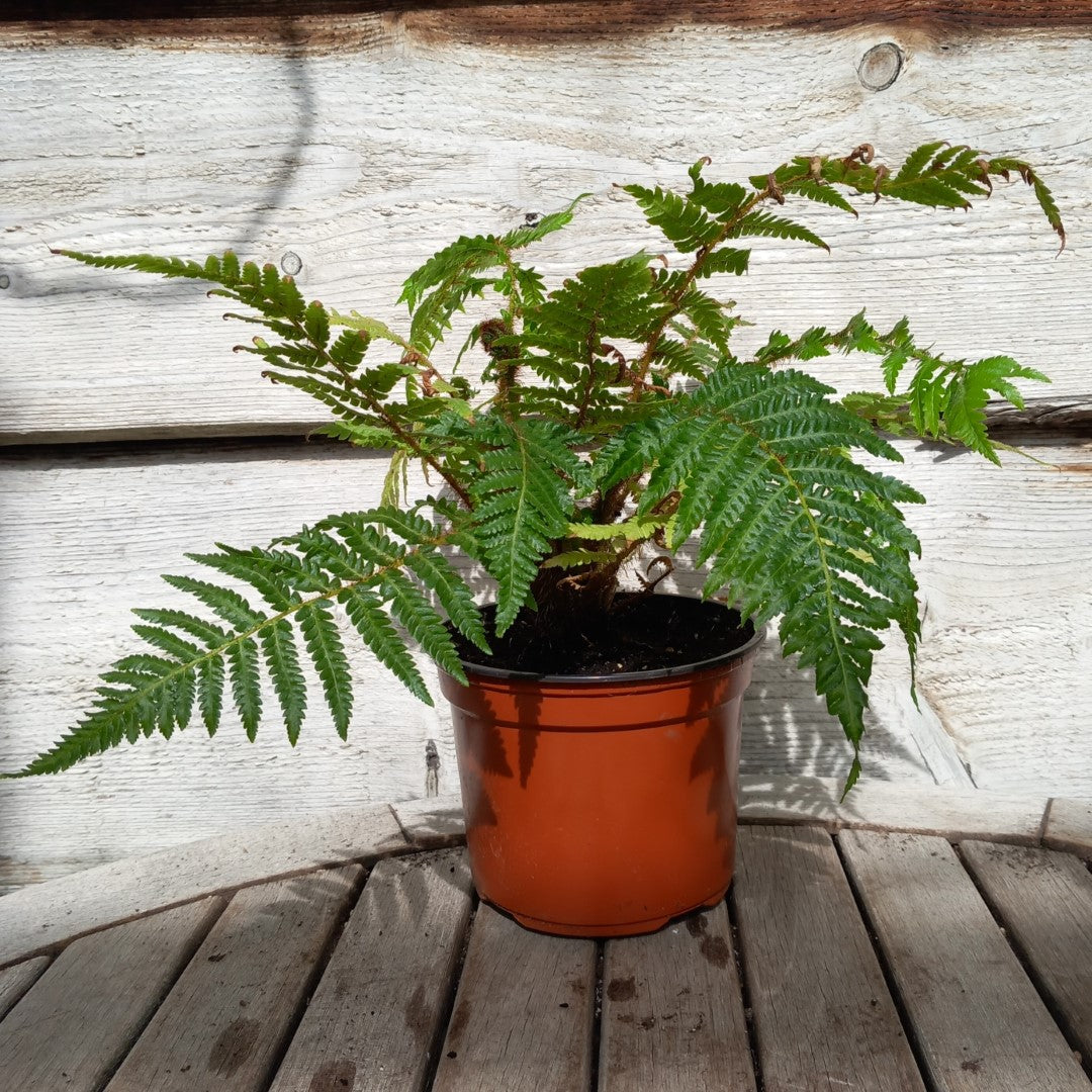 Cyathea cooperi, total 35+cm, pot 13 cm