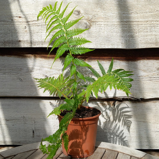 Cyathea milnei, total 60+ cm, pot 16 cm (No. 1)