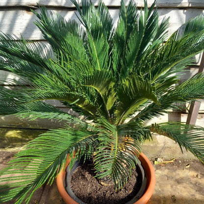 Cycas revoluta, stem/plant/total 40/120/145 cm, pot Ø 55 cm (No. 7)