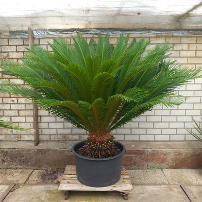 Cycas revoluta