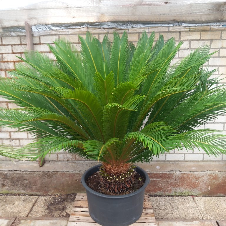 Cycas revoluta total 170 cm