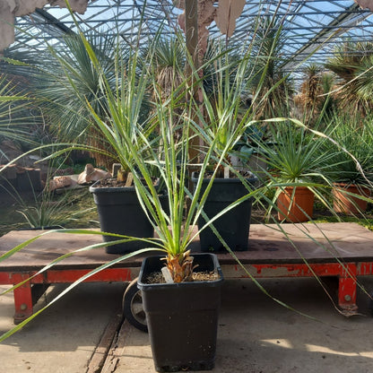 Dasylirion acrotriche, total 110-125 cm, 10 ltr. pot