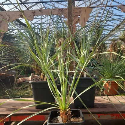 Dasylirion acrotriche, total 110-125 cm, 10 ltr. pot