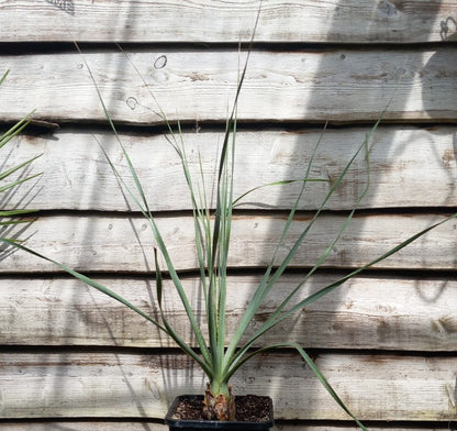 Dasylirion acrotriche, total 120 cm, 10 ltr. pot (No. 1)