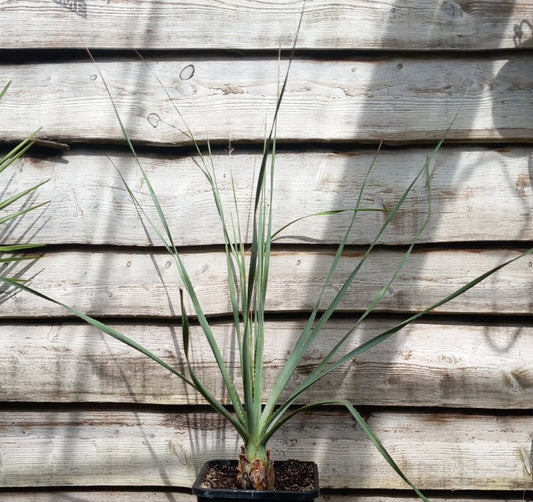 Dasylirion acrotriche, total 120 cm, 10 ltr. pot (No. 1)