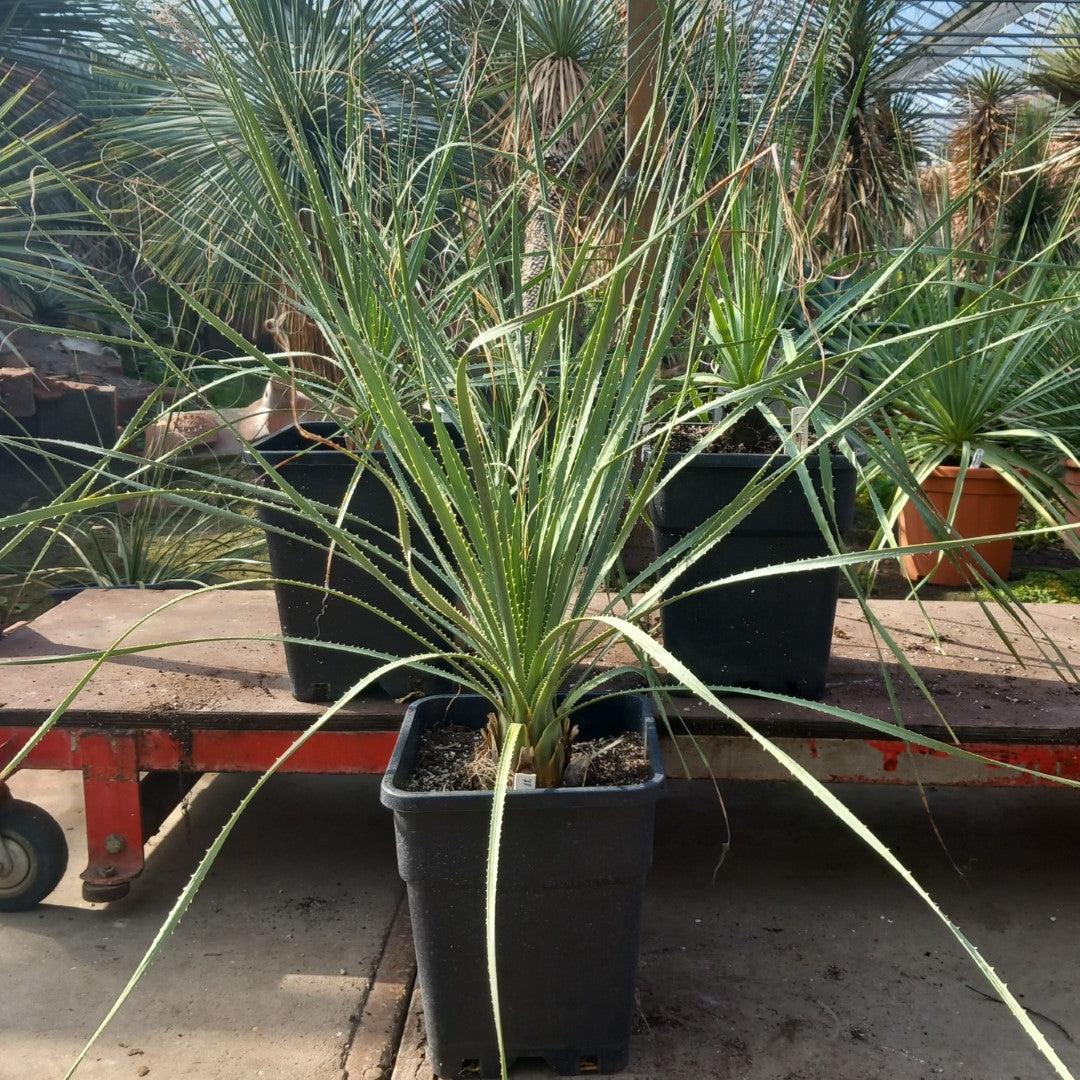 Dasylirion berlandieri , total 95-110 cm, 10 ltr. pot