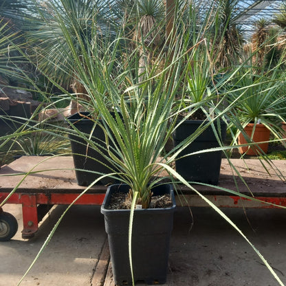 Dasylirion berlandieri , total 95-110 cm, 10 ltr. pot
