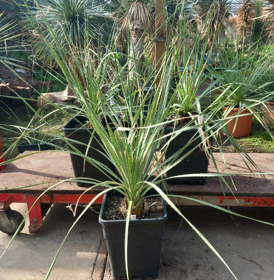 Dasylirion berlandieri , total 95-110 cm, 10 ltr. pot