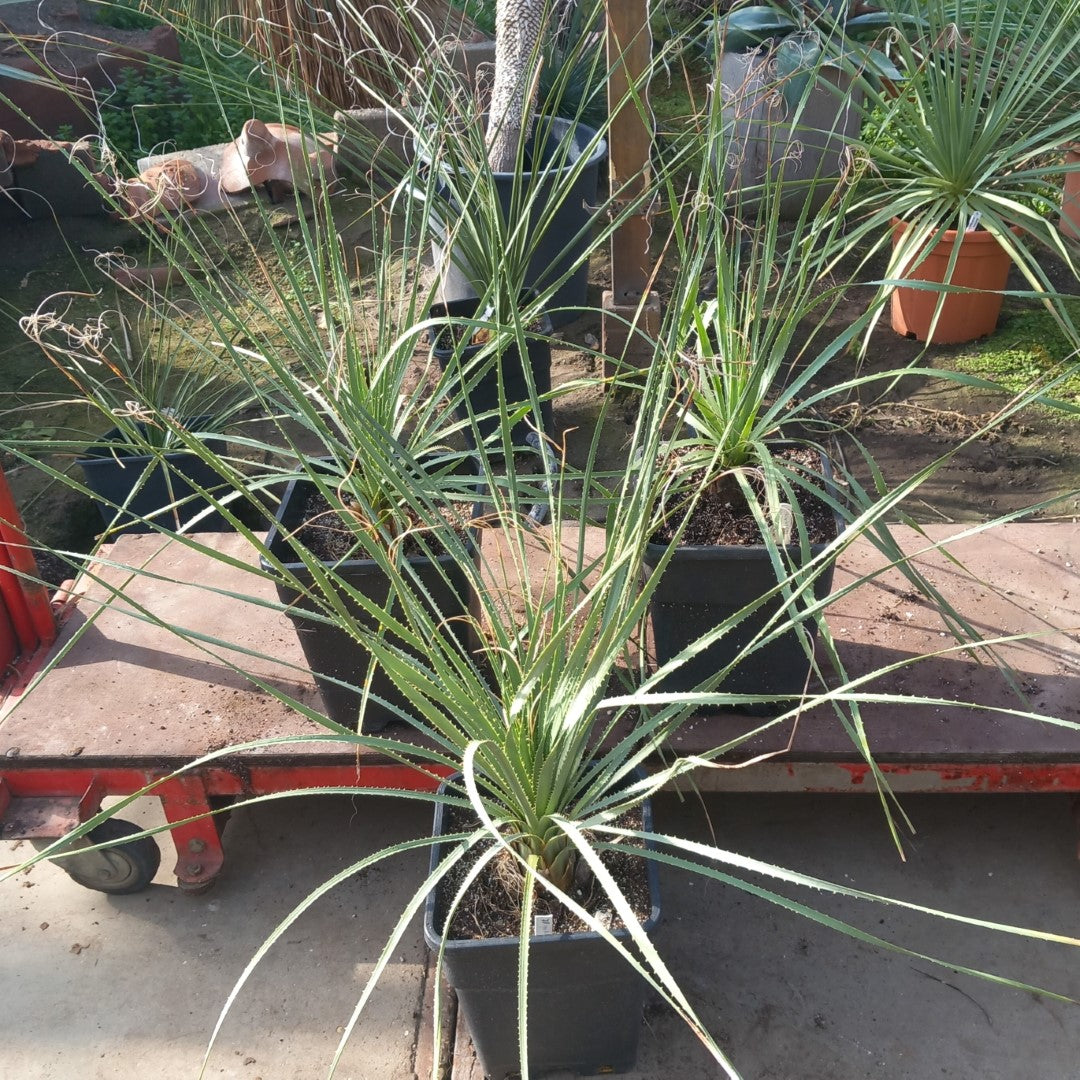Dasylirion berlandieri , total 95-110 cm, 10 ltr. pot
