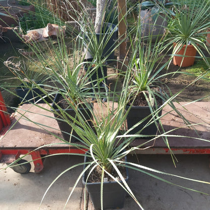 Dasylirion berlandieri , total 95-110 cm, 10 ltr. pot