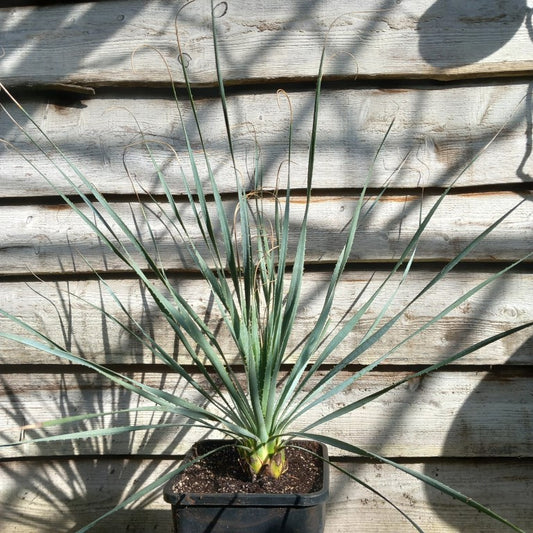 Dasylirion berlandieri , total 100 cm, 10 ltr. pot (No. 2)