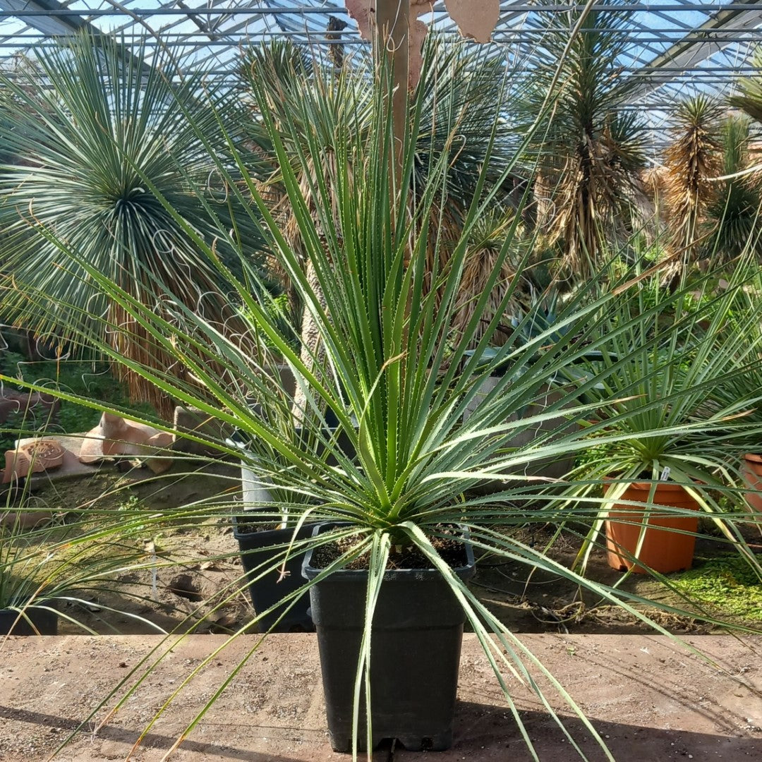 Dasylirion berlandieri , total 100 cm, 10 ltr. pot (No. 1)
