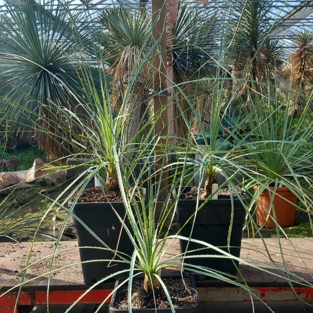 Dasylirion cedrosanum, total 120-130 cm, 10 ltr. pot