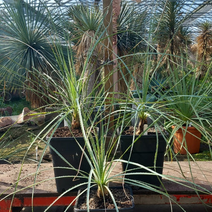 Dasylirion cedrosanum, total 120-130 cm, 10 ltr. pot