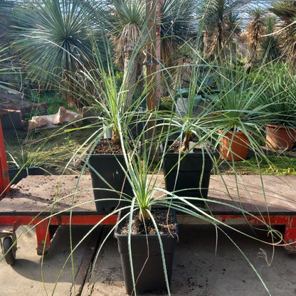 Dasylirion cedrosanum, total 120-130 cm, 10 ltr. pot