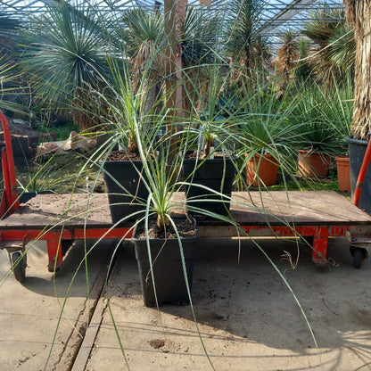 Dasylirion cedrosanum, total 120-130 cm, 10 ltr. pot