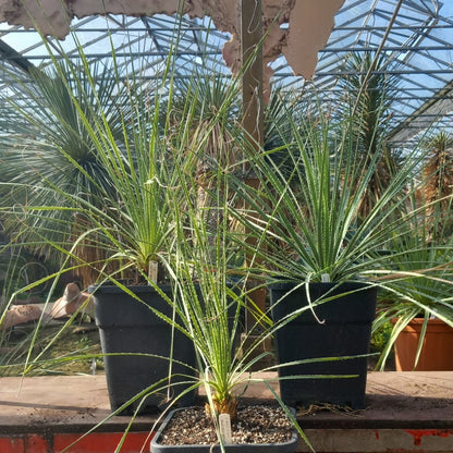 Dasylirion durangense, total 80-110 cm, 10 ltr. pot