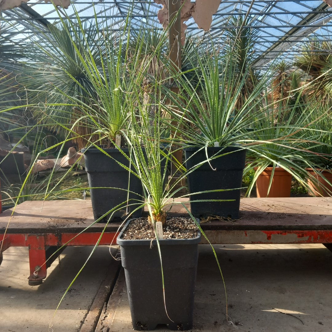 Dasylirion durangense, total 80-110 cm, 10 ltr. pot