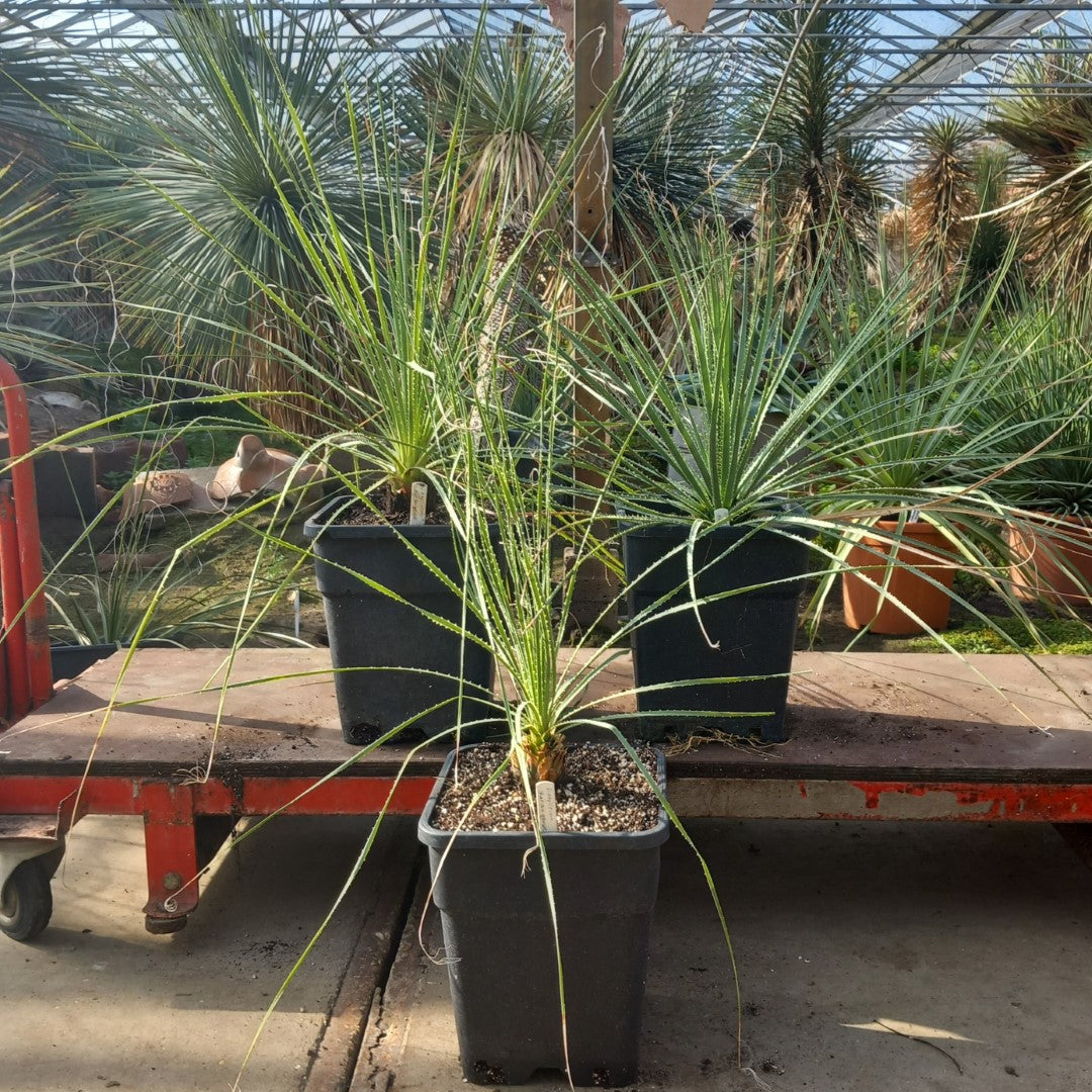 Dasylirion durangense, total 80-110 cm, 10 ltr. pot