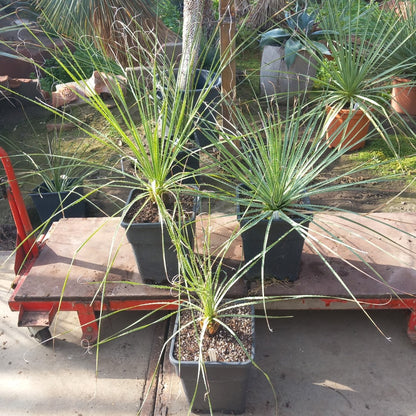 Dasylirion durangense, total 80-110 cm, 10 ltr. pot
