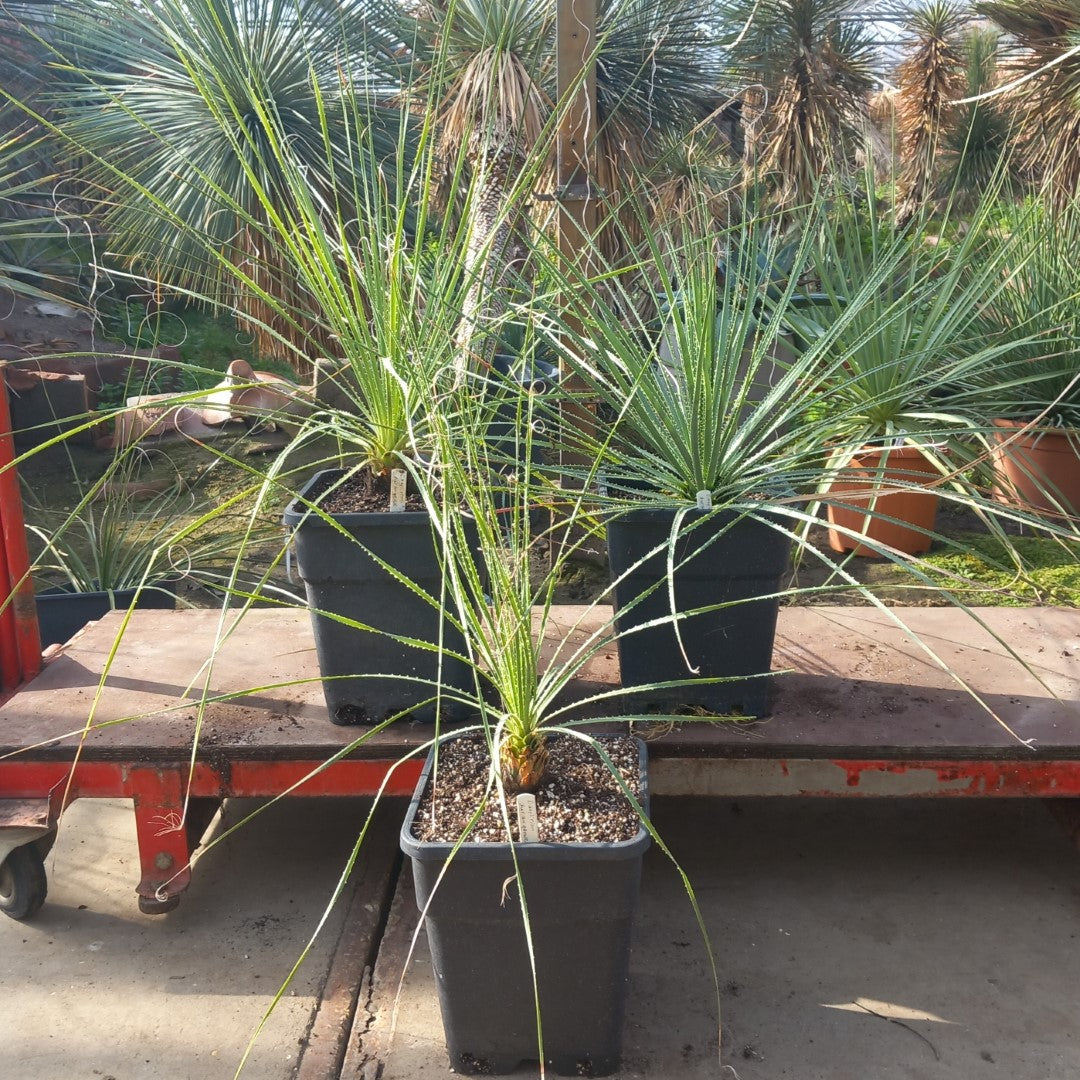 Dasylirion durangense, total 80-110 cm, 10 ltr. pot