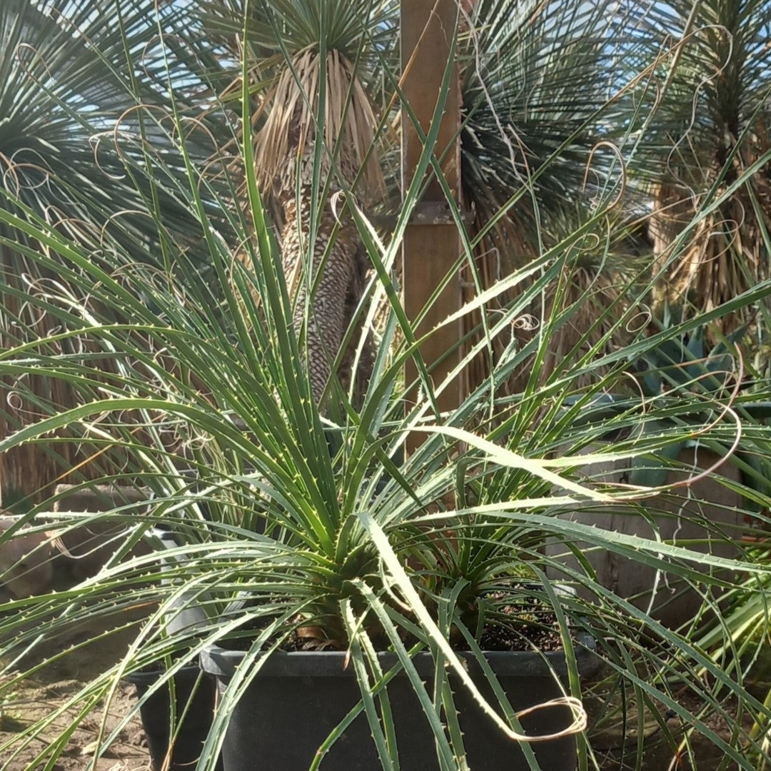 Dasylirion durangense double, total 80 cm, 10 ltr. pot