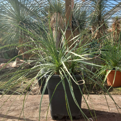 Dasylirion durangense double, total 80 cm, 10 ltr. pot