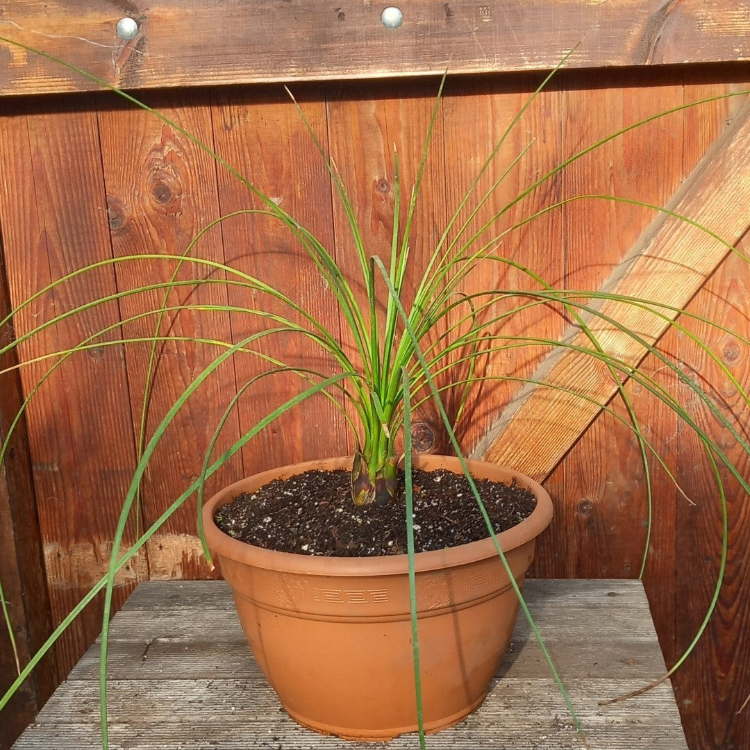Dasylirion longissimum, total 100 cm, pot Ø 27 cm