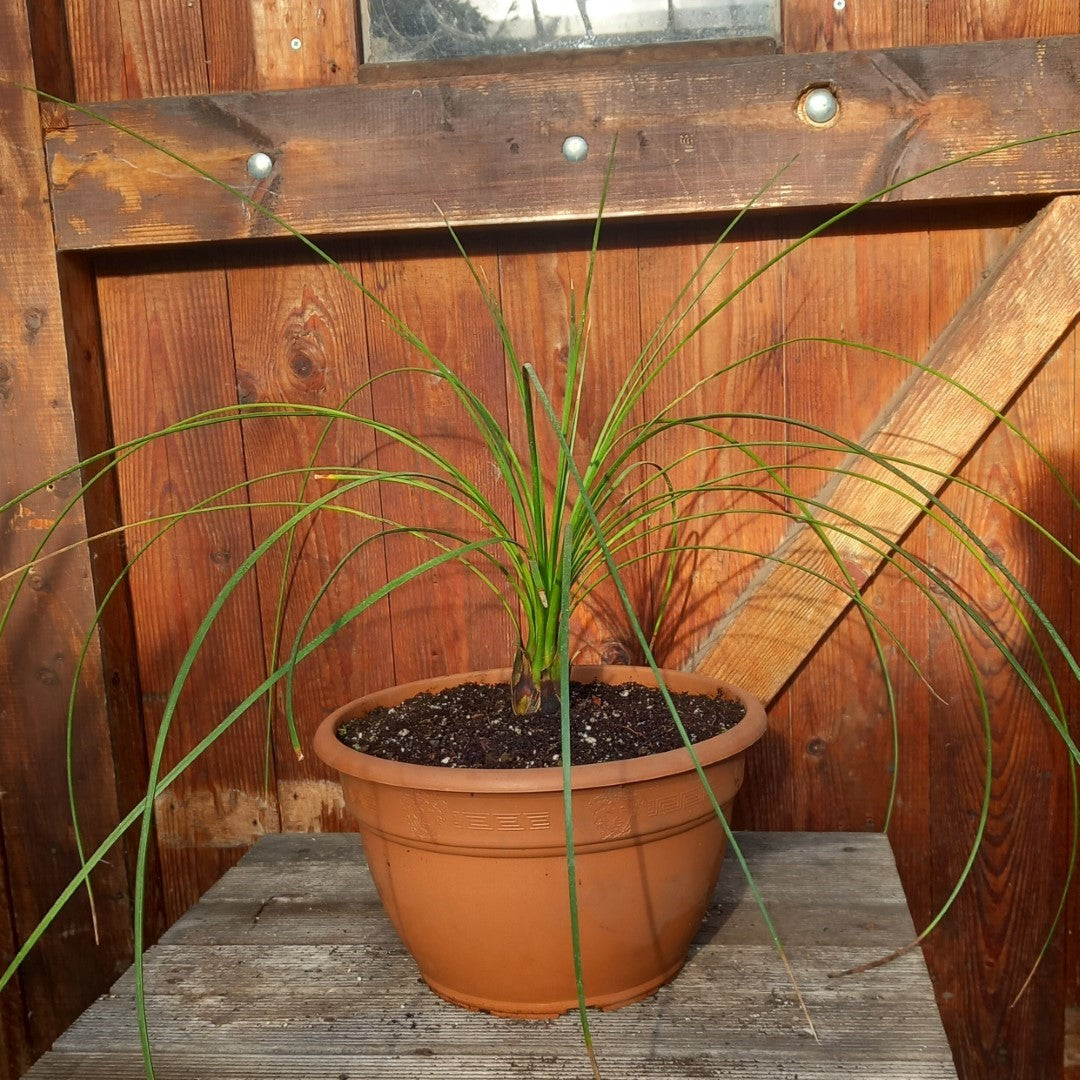Dasylirion longissimum, total 100 cm, pot Ø 27 cm