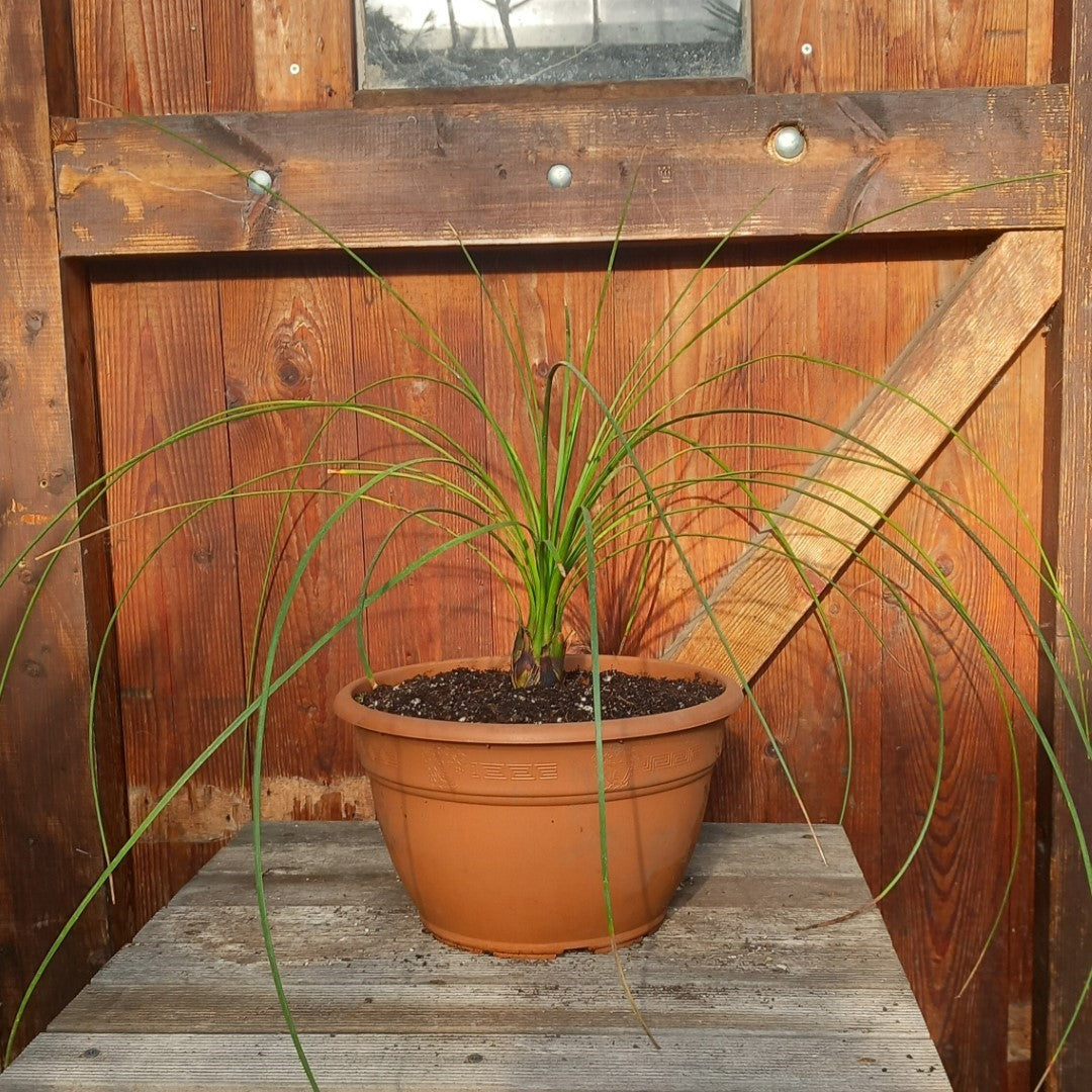 Dasylirion longissimum, total 100 cm, pot Ø 27 cm